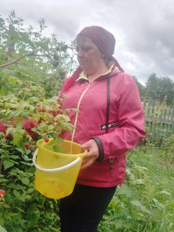 Социальные работники собирают ягоды 